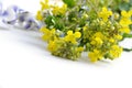 Mustard flower Royalty Free Stock Photo