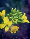 Mustard flower in yellow colour