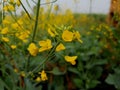 Mustard flower yellow flower deep green background . Open field . Natural