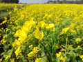 Mustard flower, yellow flower, mustard field, yellow mustard flower in mustard field