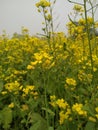 Mustard flower yellow leaf green natural fress growth shining beautiful color cloudly