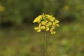 Mustard flower You must like it Royalty Free Stock Photo