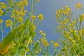 Mustard Flowers Royalty Free Stock Photo