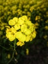 A mustard flower shining in sunshine.