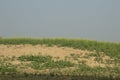 Mustard flowers in the field, north India Royalty Free Stock Photo