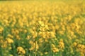 Mustard flowers in full bloom in mustard fields Royalty Free Stock Photo