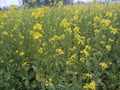 Mustard flowers growing Indian farmers field
