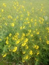 This is mustard flowers in india Royalty Free Stock Photo
