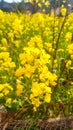 Mustard flowers are looking beautiful