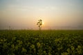 Mustard flowers with the morning golden sunrise view.