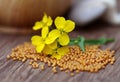 Mustard flowers with mushroom