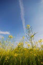 Mustard flowers and sky Royalty Free Stock Photo