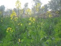 Mustard flowers and sky