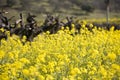 Mustard flowers and vines Royalty Free Stock Photo