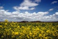 Mustard Flowers, White Clouds Royalty Free Stock Photo