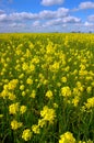 Mustard Flowers, White Clouds Royalty Free Stock Photo
