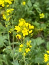 Mustard Green Manures are being used to improve soil quality, control wind erosion, and manage soil-borne pests.