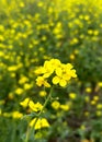 Mustard Green Manures are being used to improve soil quality, control wind erosion, and manage soil-borne pests.