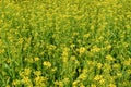 Mustard greens or Brassica juncea Royalty Free Stock Photo