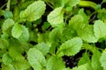 Mustard greens close-up Royalty Free Stock Photo