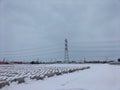 Mustard greens farms in Japan covered in snow