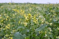 Mustard grows in the field, which will be used as a green organic fertilizer