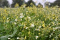 Mustard grows in the field, which will be used as a green organic fertilizer