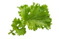 Mustard leaf isolated on white background. ÃÂ¡urled leaf mustard, Brassica juncea.  Close-up Royalty Free Stock Photo
