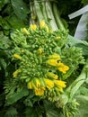 Mustard leaves and yellow flowers close up view Royalty Free Stock Photo