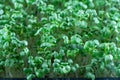 Mustard microgreens birth close up. Green plants sinapis alba germination.