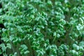 Mustard microgreens birth close up. Green plants sinapis alba germination.