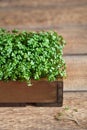 Mustard Microgreens, green leaves and stems. Sprouting Microgreens. Seed Germination at home. Vegan and healthy eating concept. Royalty Free Stock Photo