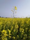 Mustard oil crop and a long upper flower in whole field fresh nature amazing look Royalty Free Stock Photo