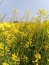 Mustard oil crop and many long upper flower in whole field fresh nature amazing look