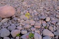 Mustard oil Flowers in Stone India Royalty Free Stock Photo