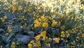 Mustard oil plant with flower