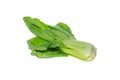 Mustard pakcoy or bok choy is a popular type of vegetable.
