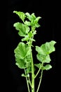 Mustard plant