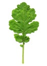 Mustard plant Royalty Free Stock Photo