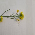 The mustard plant is any one of several plant species in the genera Brassica