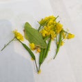 The mustard plant is any one of several plant species in the genera Brassica