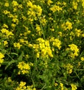 The mustard plant is any one of several plant species in the genera Brassica,