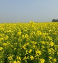 The mustard plant is any one of several plant species in the genera Brassica,