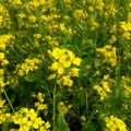 The mustard plant is any one of several plant species in the genera Brassica,