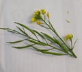 The mustard plant is any one of several plant species in the genera Brassica