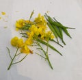 The mustard plant is any one of several plant species in the genera Brassica