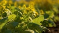 Close up of mustard Vegetable plant in plantation