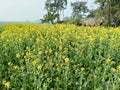 Mustard plant field, green flower , mustard oil small plant