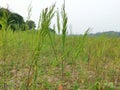 Mustard plant in the field in Magura, Bangladesh.