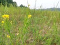 Mustard plant in the field in Magura, Bangladesh.